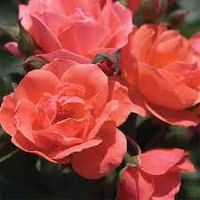 Did you know that knockout roses care is so easy, many believe the knock out helped save the popularity of roses? Coral Knockout Shrub Rose Shrub Roses Edmunds Roses