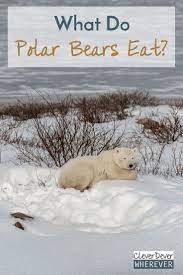 What Do Polar Bears Eat Sadly It S Not Pancakes Cleverdever Wherever Polar Bear Polar Cutest Animals On Earth