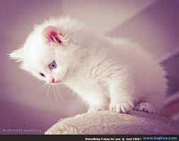 Paling Populer 30 Wallpaper Kucing Lucu Imut Wallpaper Kucing Lucu Hd White Kitten With Purple Eyes From Www Ecop Gambar Kucing Lucu Kucing Wallpaper Kucing