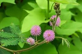 Image result for Mimosa mossambicensis