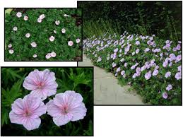 Image result for Geranium sanguineum Max Frei