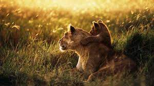 Another Lion Picture Cause It S So Cute Animals Baby Animals Lioness And Cubs