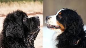 Maybe you would like to learn more about one of these? Newfoundland Vs Bernese Mountain Dog Breed Differences Similarities