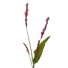 Image result for Persicaria