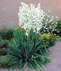 Maybe you would like to learn more about one of these? Palmlilie Yucca 1a Pflanzen Online Kaufen Baldur Garten