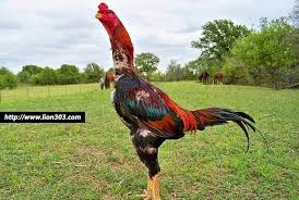 Taruhan sabung ayam online mungkin sudah tidak asing lagi ditelinga anda para bettor yang sudah pernah melakukan taruhan sabung ayam s128 ini. Pin Di Sabung Ayam