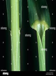 Image result for Echinochloa colona