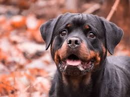 An australian shepherd mix can have multiple purebred or mixed breed lineages. Australian Shepherd Rottweiler Mix Full Guide To Aussie Rottweilers Hubpages