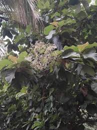 Image result for Tectona