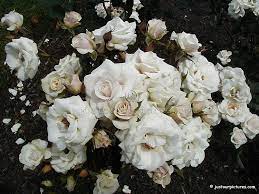white roses 3 white rose bouquet rose pictures birthday month flowers