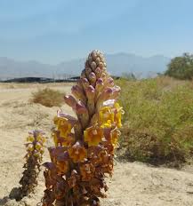 Image result for Cistanche tinctoria