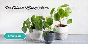 Maybe you would like to learn more about one of these? Glendale Summerwinds Nursery Arizona