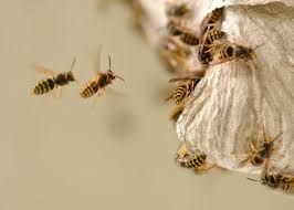 There are several species of yellow jackets in the usa, the western yellow jacket is the most common type, found in the northern temperate. What Are Yellowjackets