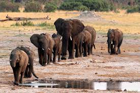 Learn about life in a herd of elephants why these animals like to stick together. Global Wildlife Group Agrees To Ban Shipping African Elephants To Zoos Voice Of America English