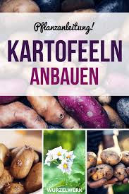 Kartoffeln Pflanzen Und Anbauen Die Ultimative Anleitung Wurzelwerk Kartoffeln Pflanzen Kartoffeln Wachsen Terrasse Pflanzen