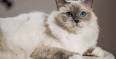 Sacred cat of Burma - colours & standard - Birman