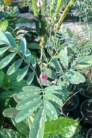 Image result for Tephrosia purpurea