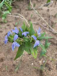 Image result for Megalochlamys revoluta