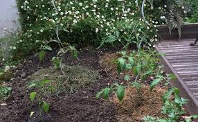 Comment cultiver des fraises ? Planter Des Tomates Quand Et Comment Faire La Plantation Des Tomates
