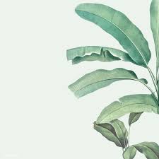 Border With Banana Tree Illustration Free Image By Rawpixel Com Busbus Tree Illustration Banana Tree Illustration