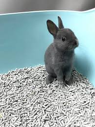 Two boys left will be small rabbits £10 deposit secures pick up august 1 when 8 weeks old all babies will come with change over food these will use a litter tray all babies are handled and friendly viewings are by photos and videos upon. Baby Netherland Dwarf Rabbits For Sale Adoption Sydney Chatswood Please Read Adoption Info At The Top Of Our Page With Our Contact Phone Nethieland Sydney Netherland Dwarf House Rabbit Specialists