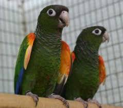 Bird Aviary For Sale Durban Pin On Birds Of A Feather