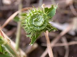 Image result for Medicago laciniata