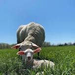 Pasture Walk at Plow and Stars Farm