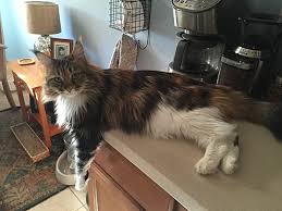 Maine coon kittens are in high demand, and usually not available for free. Sarasota Fl Maine Coon Meet Isabella A Pet For Adoption