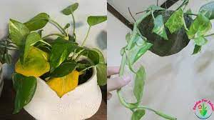 The leaves of a pothos deprived of water curl, then become limp and wilted. How To Save Overwatered Pothos Devil S Ivy Garden For Indoor