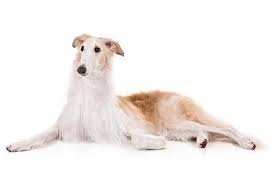 Great gift for family, friends or any men, women that loves. Borzoi Dog Breed Information Images Characteristics Health