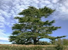 We did not find results for: Cedar Trees Your Guide To These Aromatic Softwoods The Dirt Doctors
