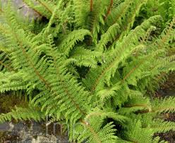 Image result for Polystichum