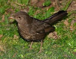 Bird With Brown Head And Black Body Uk Female Blackbird Common Garden Birds