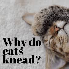 Maybe you would like to learn more about one of these? Why Do Cats Like To Knead Pethelpful