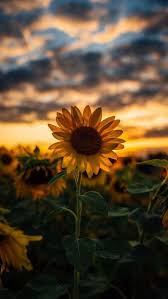 Yellow Aesthetic Sunflower Wallpapers Wallpaper Cave I have been browsing online more than 7 hours today for 1/2 price pro calgary painting & 25 yellow aesthetic wallpaper, yet i never found any interesting article like yours. yellow aesthetic sunflower wallpapers