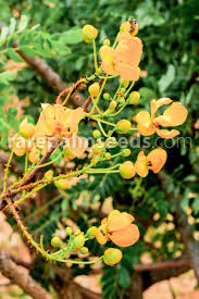 Image result for Senna singueana