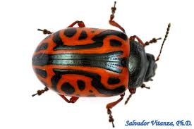 Image result for Dicliptera carvalhoi