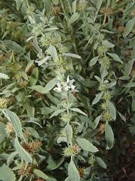 Image result for Achyrospermum micranthum
