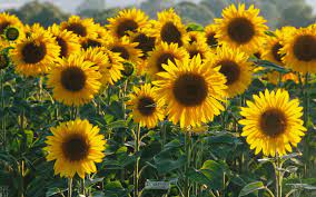 Sunflowers From L Occitane Girassol Planos De Fundo