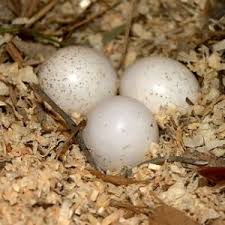 Exotic Bird Eggs For Sale Uk Daily Owls Bird Eggs Screech Owl Owl