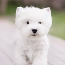 1 West Highland White Terrier Puppies For Sale By Uptown Puppies