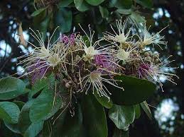 Image result for Maerua duchesnei