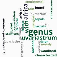 Image result for Uvariastrum germainii