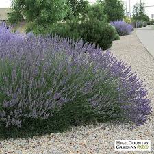 Rose, geranium, lavender, mint, melissa, chamomile, cedar, pine, juniper, rosehip etc. Pin By Jackie On Landscape Architecture French Lavender Garden French Lavender Plant Lavender Plant