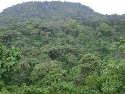 Image result for Pouteria adolfi-friedericii