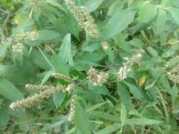Image result for Hyparrhenia cymbaria