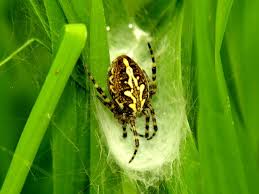 Image result for Ceropegia mirabilis