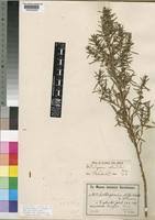 Image result for Anthospermum ammannioides