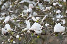 Pin On Exotic Plants And Flowers